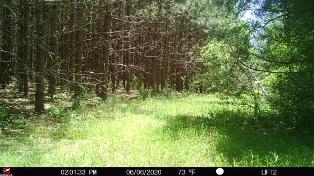 pir level trail camera