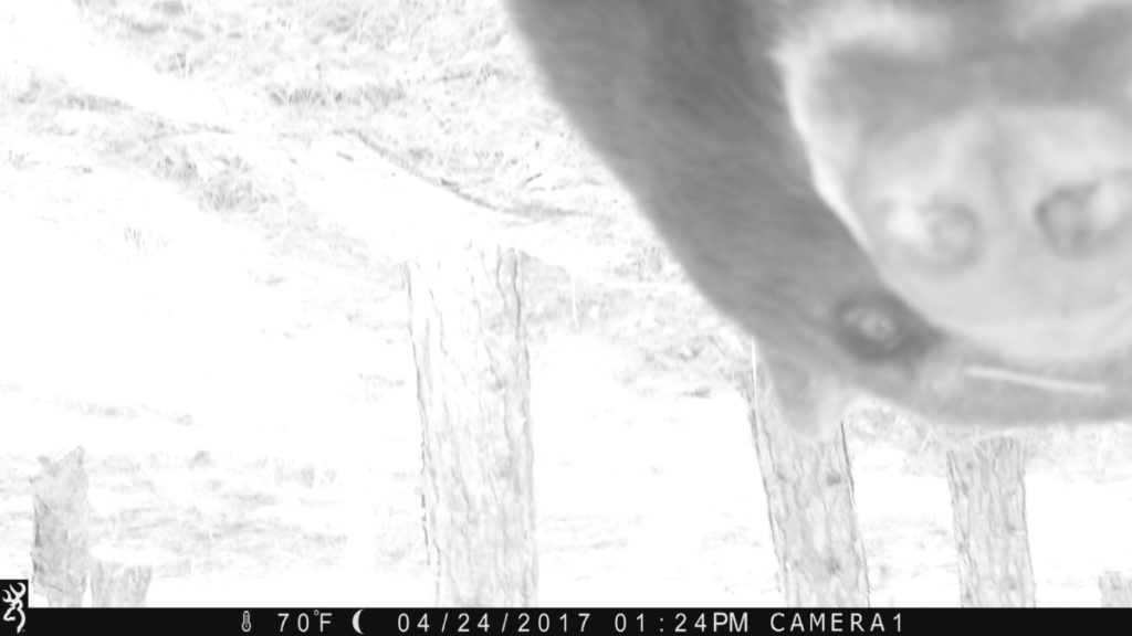 bear proof trail camera boxes