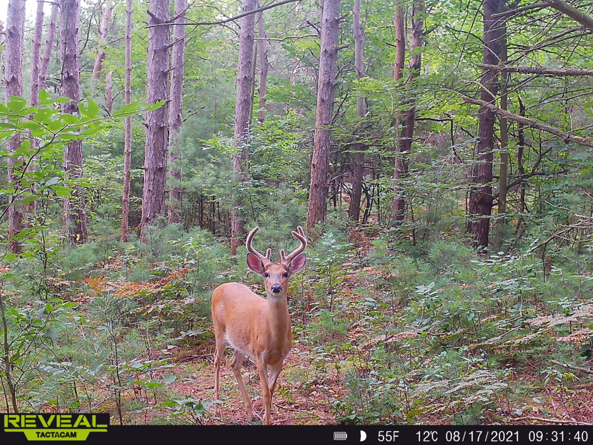 Beginners Guide to Cellular Trail Cameras Trail Cam Junkie